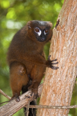 Lemur červenobřichý